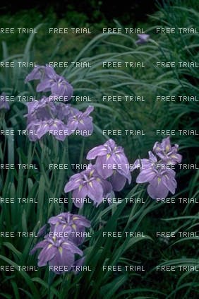 Click for large image